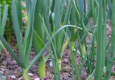 Conheça o vegetal que auxilia na perda de peso e reforça a imunidade